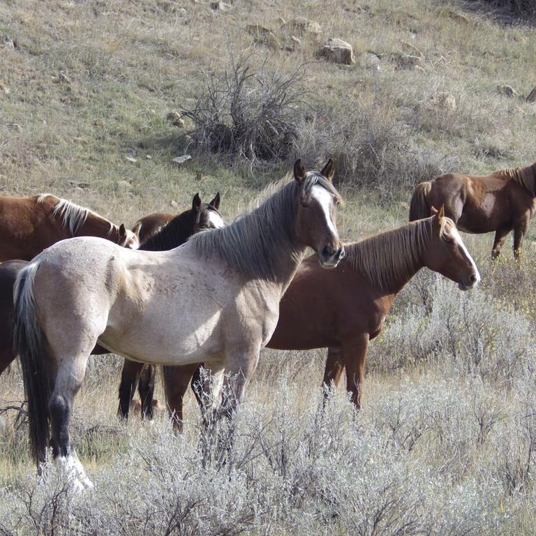 Wild horses to remain in North Dakota's Theodore Roosevelt ºÃÉ«tv Park, lawmaker says